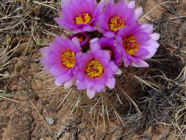 MoabFlowers (1091)